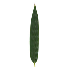 Bamboo isolated leaf 2