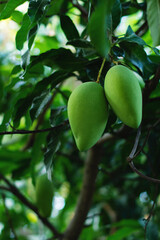 Green Mango Fruit, Growing Fruit and Eating Healthy Fruit, Nam Dok Mai Mango