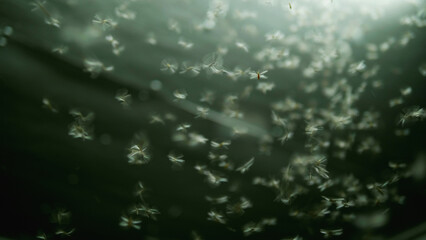 A swarm of insects flying together in the light, a natural phenomenon of birds, the flight of small insects.
