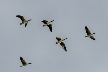 Flock Of Flying Grey Geese - Anser Anser - Formation With Leading Bird For Navigation