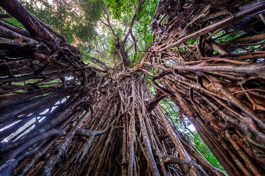 Looking up through the towering tangled roots of the Cathedral Fig Tree.