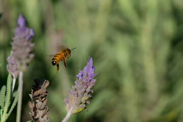 Honey bee flying towards lavender flower in bloom