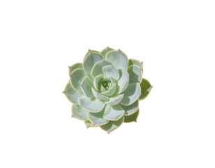 Close-up of a light green succulent plant with layered, overlapping leaves