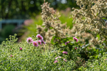 Obraz premium Pink aster blossoms sway gently in the sunlight. The background is blurred, emphasizing the vibrant colors.