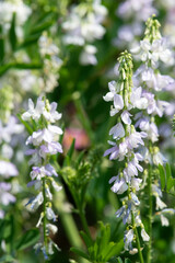 Close up of goats rue (galega officinalis) flowers in bloom
