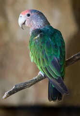 parrot on a branch