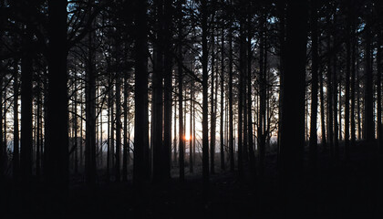 Fototapeta premium Forest at Dusk with Sunburst