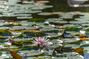 A single pink water lily blossom opens between large green leaves. Sunlight makes the blossom shine.