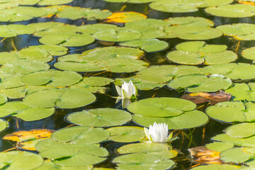 Two white water lily blossoms float between round green leaves. Yellow autumn foliage contrasts the scene.