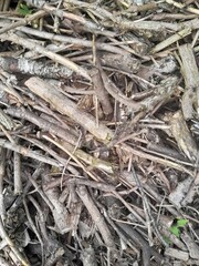 Many fallen leaves, autumn park, carpet of dry fallen leaves on the ground