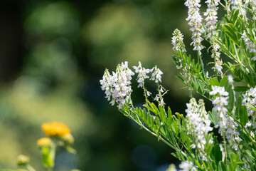Close up of goats rue (galega officinalis) flowers in bloom