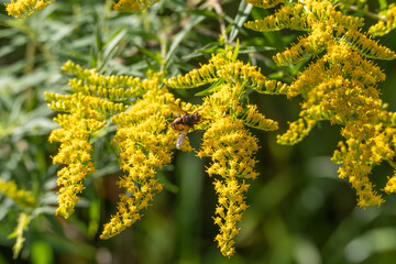 A bee collects nectar from goldenrod flowers, surrounded by bright yellow blossoms. The scene glows in sunlight.