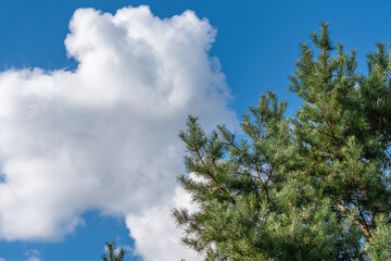 A pine tree reaches into a blue sky, framed by large white clouds. The scene combines vivid green and bright light.