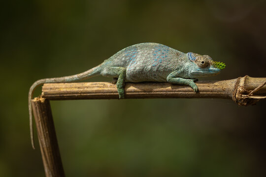 Usambara soft-horned chameleon perched on a branch