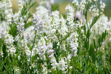Close up of goats rue (galega officinalis) flowers in bloom