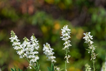 Close up of goats rue (galega officinalis) flowers in bloom
