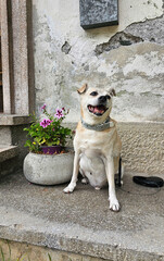 S&uuml;&szlig;er Hund beim Fotoshooting 