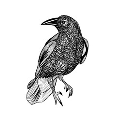 The crow in black and white PNG 