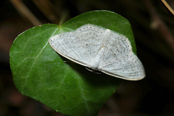 Japanese adult Ginbanehimeshaku (Scopula epiorrhoe) moth has a stylish grayish-white background with fine sand patterns and black dotted lines on the wing margins (Insect closeup macro photo)