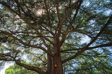 Cedar tree displays an intricate network of dark branches and soft needles as sunlight streams through the dense canopy.