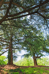 Fototapeta premium Cedar trees stand on a gently sloped forest floor, their wide canopies casting dappled shadows over the sunlit greenery.