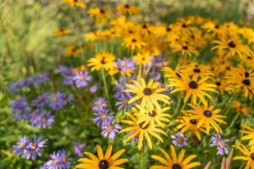 Obraz premium Yellow Rudbeckia flowers bloom alongside purple asters in a summer garden. The contrasting colors create a lively and vibrant scene.