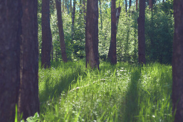 Obraz premium shadows of trees on the green grass in the forest