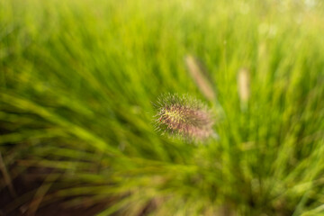 Close-up of a single fountain grass spike with soft sunlight. Its delicate details contrast with the blurred green grass background.