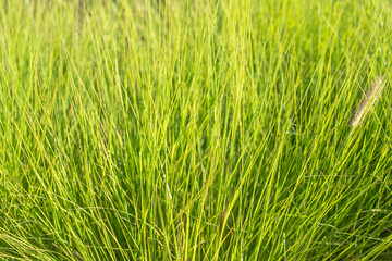 Bright green blades of fountain grass fill the frame. Sunlight gives the grass a glowing and fresh appearance.
