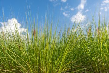 Dense ornamental grasses Pennisetum under a clear blue sky. Their thin green leaves form a soft and vibrant natural pattern.