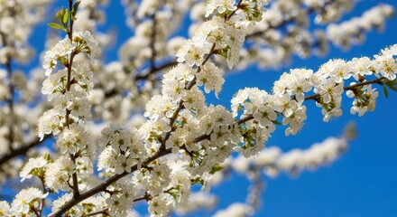 Fototapeta premium White cherry blossom branches against vibrant blue sky in springtime