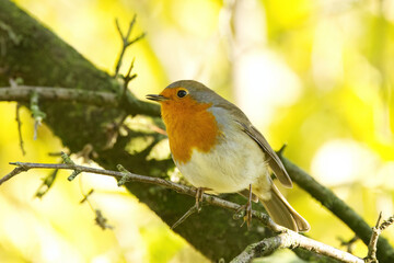 Robin with slightly open beak on a tree, robin on a branch, red-breasted songbird surrounded by yellow background, leafless branches, cute Erithacus rubecula, bokeh, light balls in the background