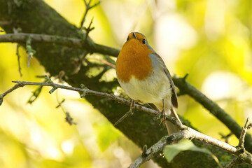 Robin on a branch looking into the camera, robin surrounded by a yellow background, bird with red breast bokeh in the background, Parus major