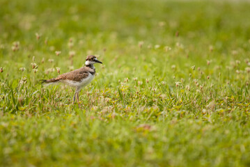 Fototapeta premium A young Killdeer with fuzzy down feathers walking among a lawn of wildflowers and grass in a New Jersey park