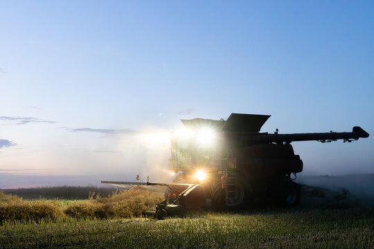 Harvester harvesting canola crop at dusk on farm