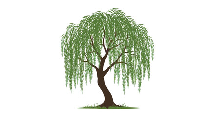 a graceful weeping willow tree with lush green leaves