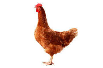 Chicken, Full body of orange and brown chicken hen standing isolated transparent background, Laying hens farmers concept. PNG File