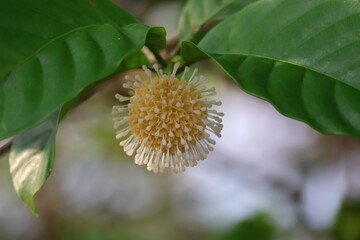 Nauclea orientalis, has a spherical shape with spiky petals resembling a coronavirus, showcasing...