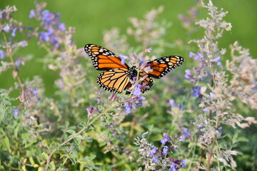 Monarch butterfly on lavender flowers