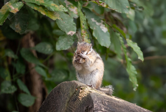 シマリス」の写真素材 | 150,092件の無料イラスト画像 | Adobe Stock
