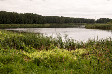 A pond in the village of Piecki. View from the educational trail. Masuria, Poland