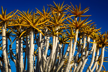 Details on the stems of a quiver tree in Namibia © Yggdrasill