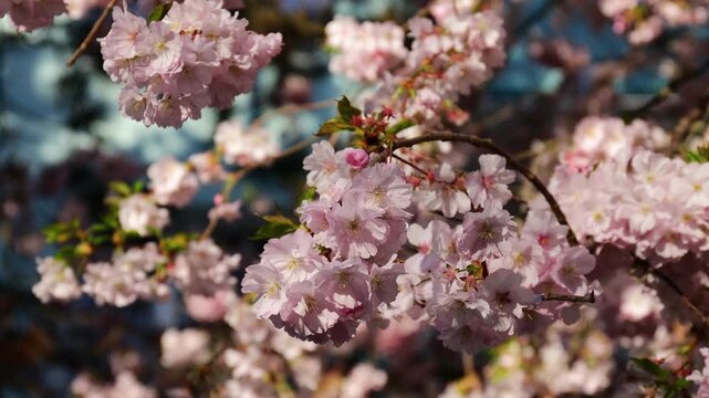 Sakura or cherry flower of trees in blossom, Prunus subgenus Cerasus. Sakura pink flowers beautiful ornamental cherry trees Prunus serrulata. Tender color of blooming cherry trees in spring