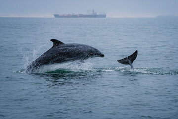 Fototapeta premium Dolphins playing and jumping out of the water