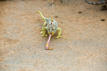 Namaqua chameleon pulling out his tongue © Yggdrasill
