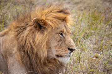 portrait of a male lion