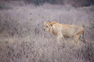 Lion on the prowl in the Serengeti