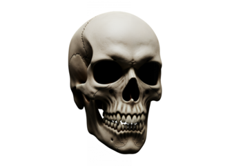 Creepy and realistic human skull model with dark eye sockets isolated on a white background for horror or anatomical concepts