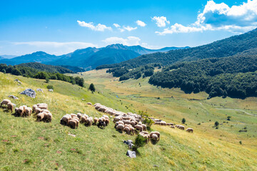 Flock of Sheep Grazing on Mountain Slope Above Scenic Valley with Winding Stream