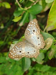 butterfly on leaf